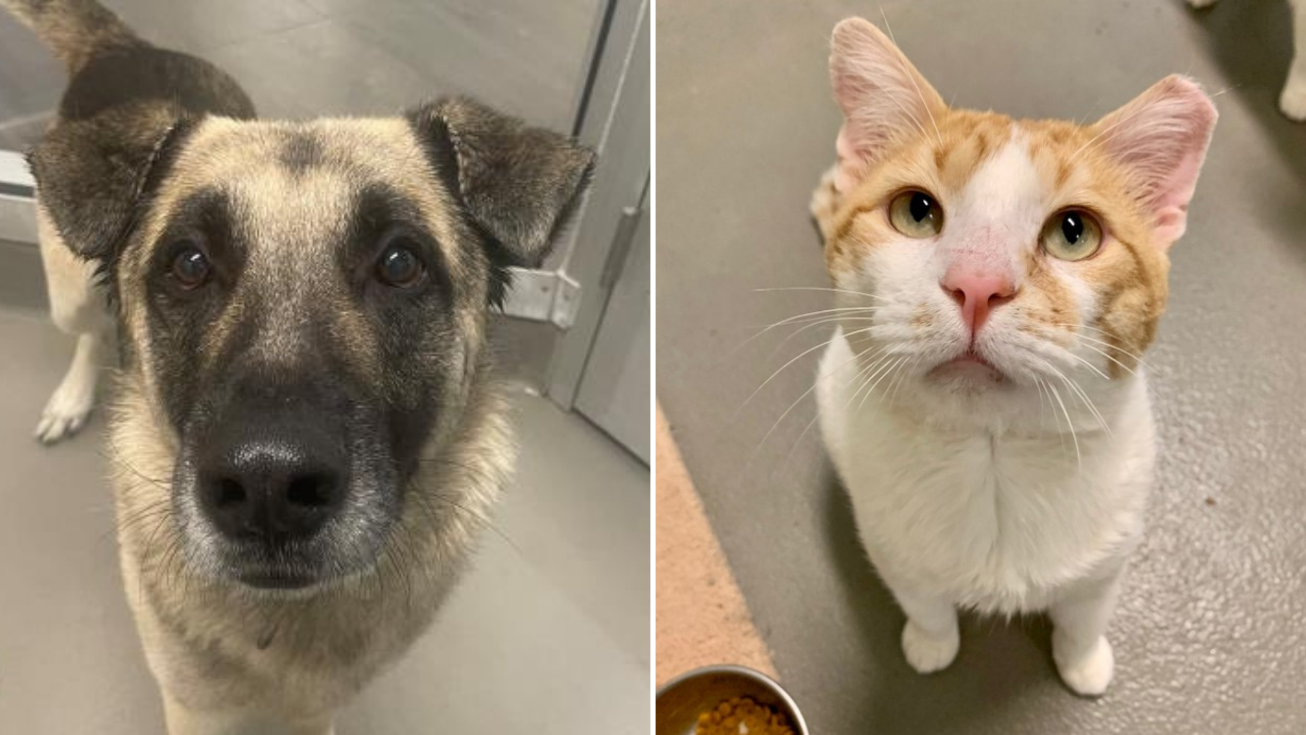 pets-week-august-25